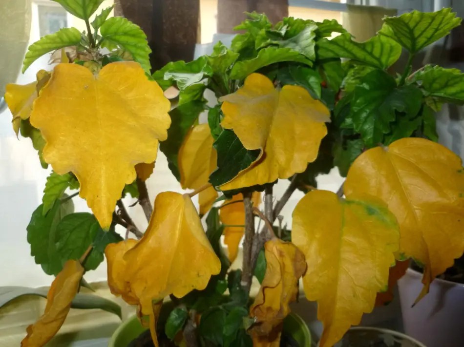 How Do I Keep My Hibiscus Leaves Turning Yellow From