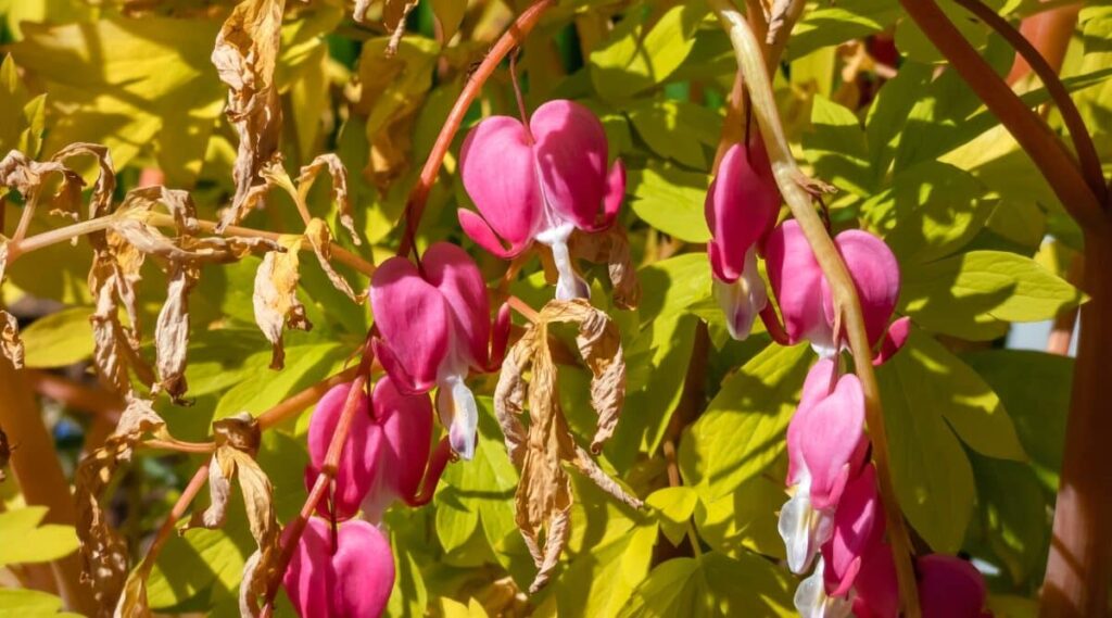 Why Your Bleeding Heart Plant Is Dying and How to Revive It Garden Go
