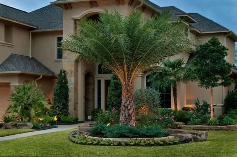 Palm Trees in the Midwest How to Cultivate a Tropical Oasis in