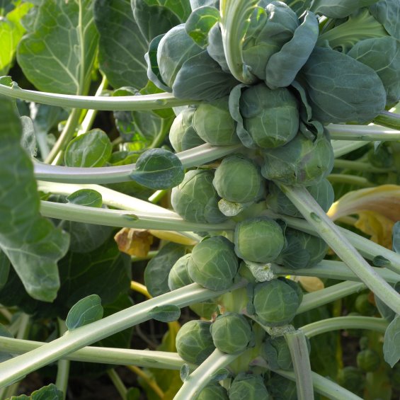 Growing Brussels sprouts in New Zealand cool/mountain