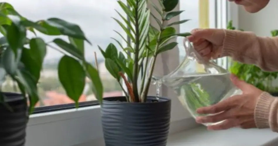 Sparkling water for watering, what happens to plants after a few