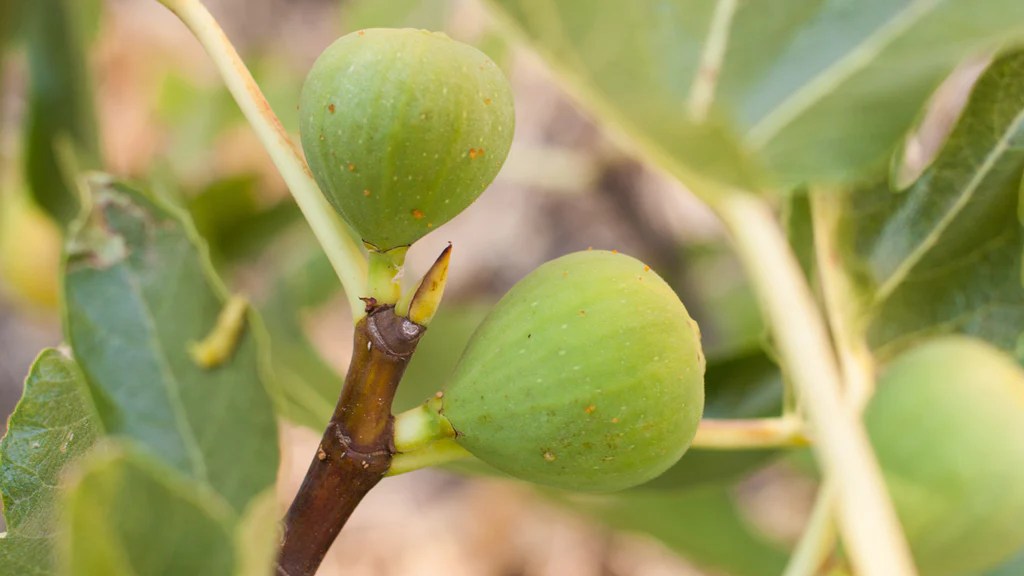 How to get a fig plant from the fruit the gardener’s method that grows