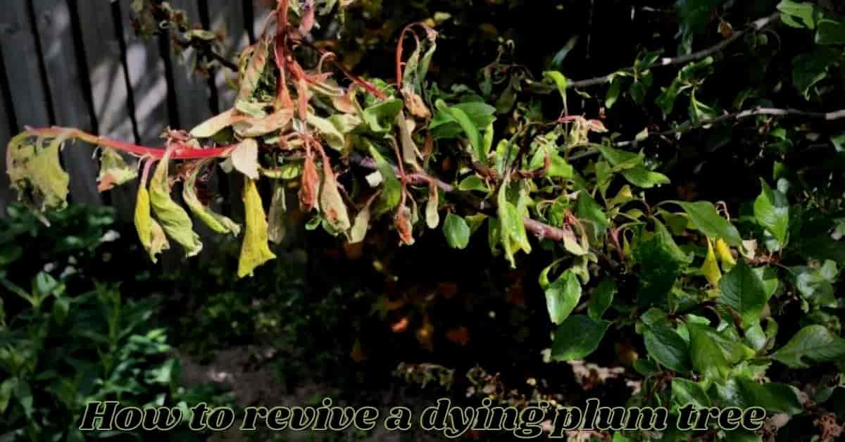 How To Revive A Dying Plum Tree (Solved)