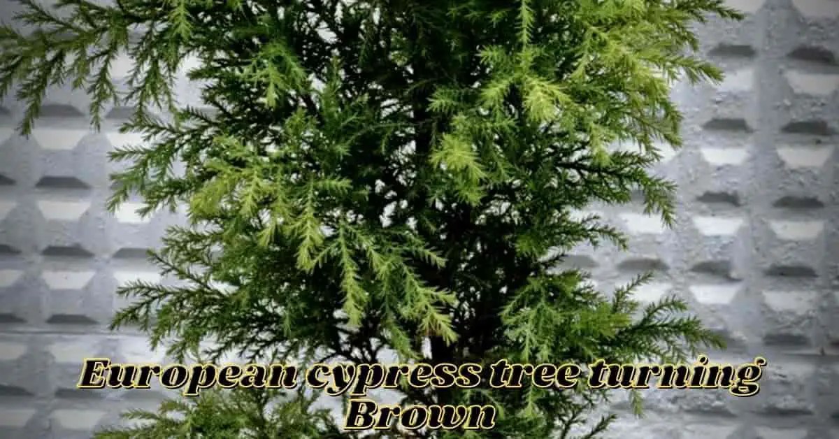 European Cypress Tree Turning Brown (2 Reasons with Solutions)