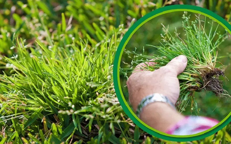 Buffalo Grass vs Bermuda Grass Benefits & Prof