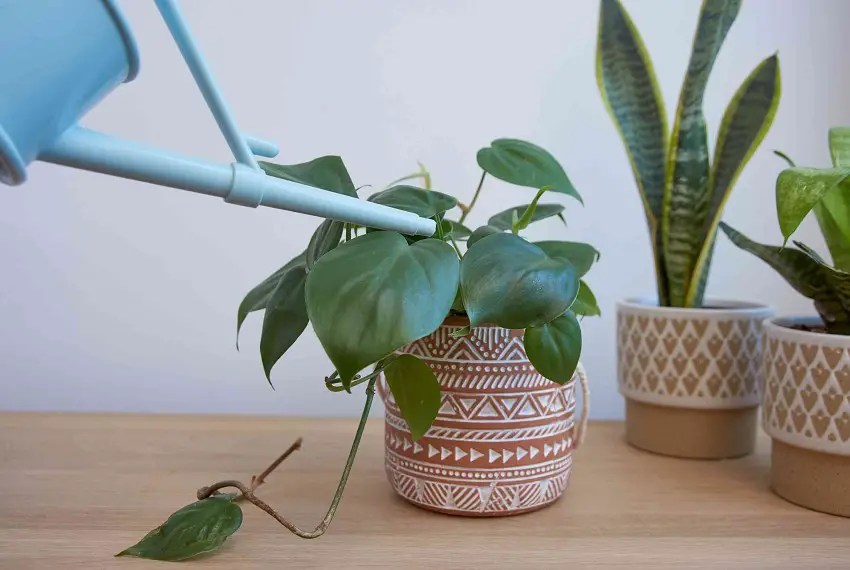How to keep indoor plants warm in winter Prof