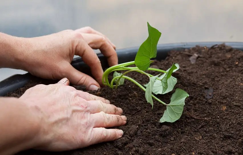 How to plant a sweet potato Useful tips and
