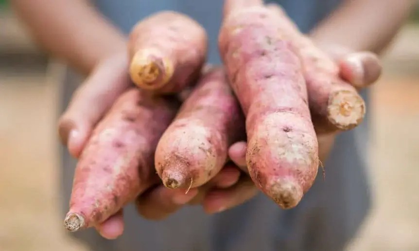 How to plant a sweet potato Useful tips and