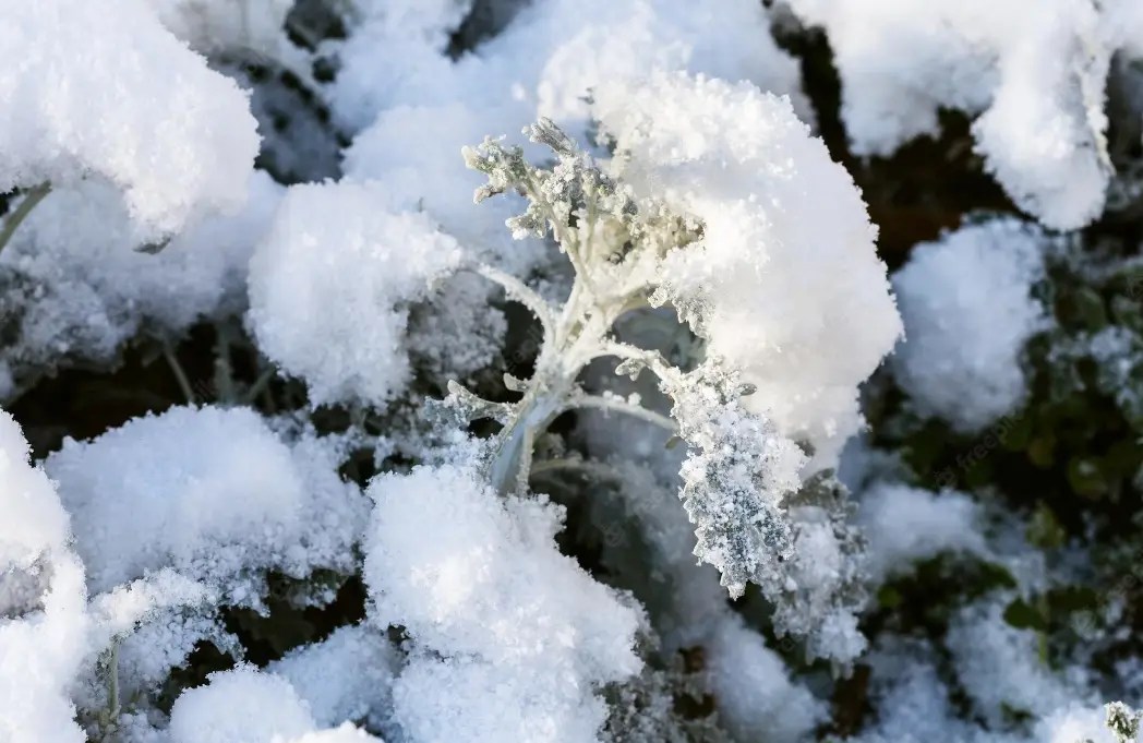 Dusty miller winter care best ways to protect the plant 2022