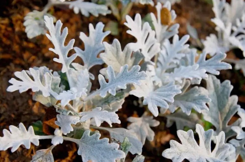 Dusty miller winter care best ways to protect the plant 2022