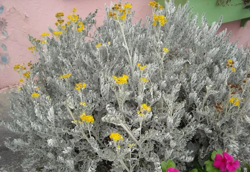 Dusty miller winter care best ways to protect the plant 2022
