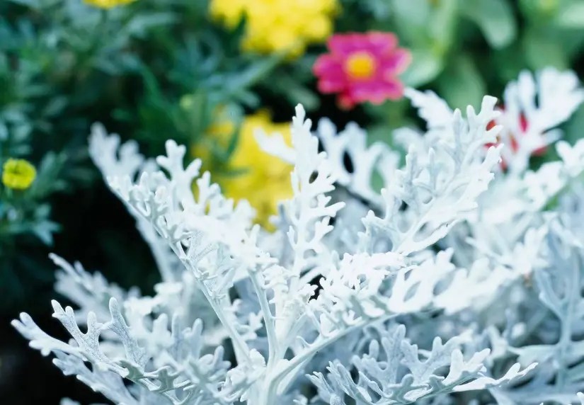Dusty miller winter care best ways to protect the plant 2022