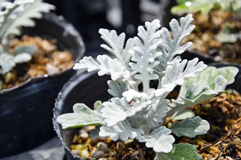 Dusty miller winter care best ways to protect the plant 2022