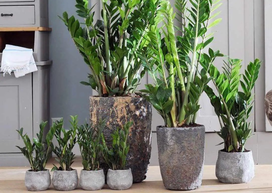 How often to water ZZ plant 10 basic tips