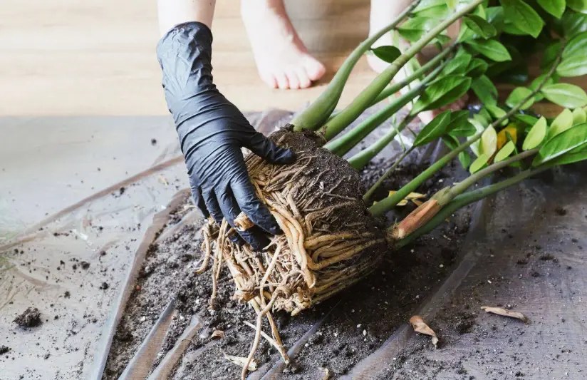 How often to water ZZ plant 10 basic tips