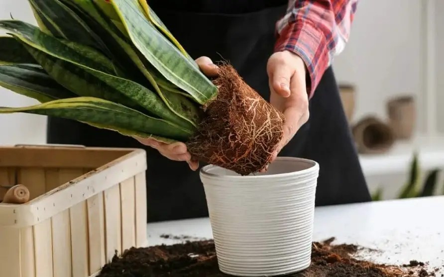 11 Causes Snake Plant Yellow Leaf Best Helpful Tips