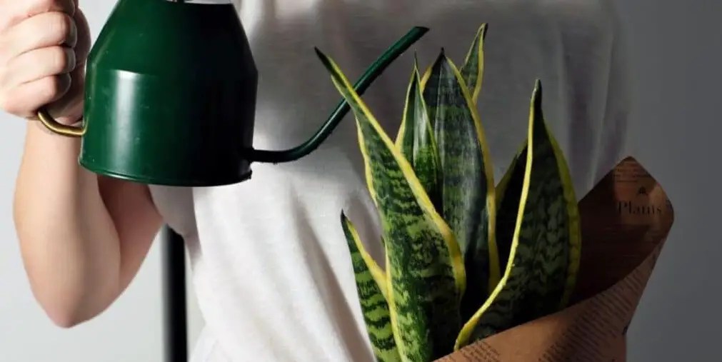 11 Causes Snake Plant Yellow Leaf Best Helpful Tips