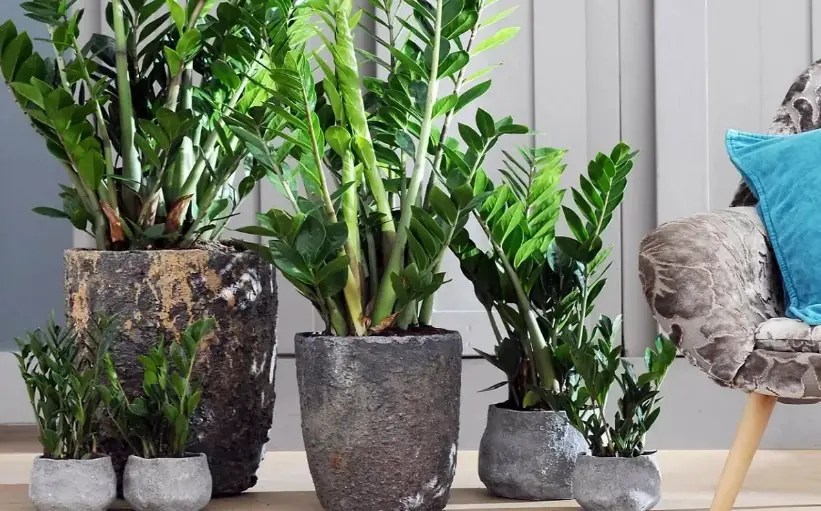 How often to water ZZ plant 10 basic tips