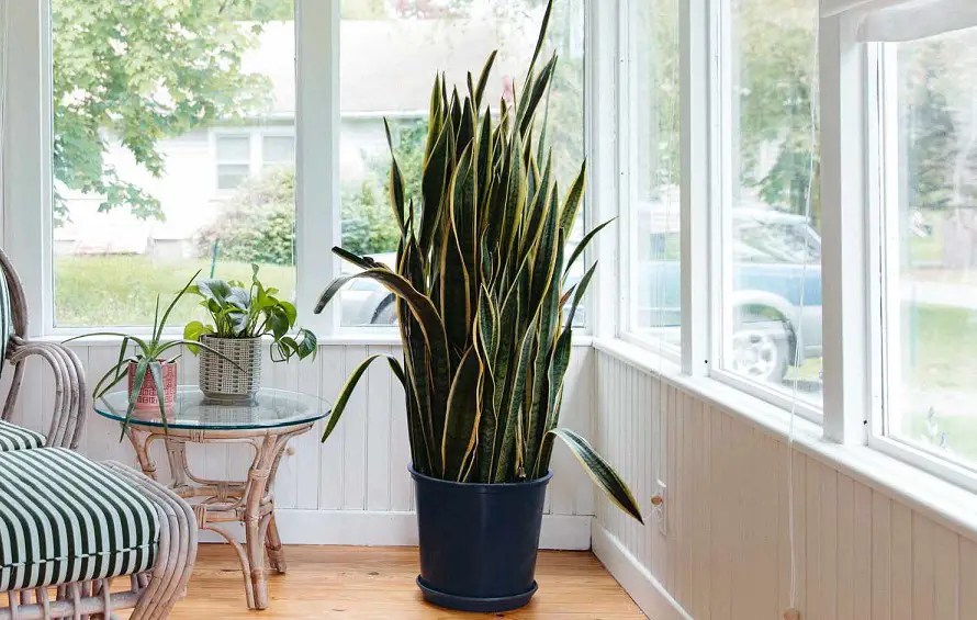 11 Causes Snake Plant Yellow Leaf Best Helpful Tips