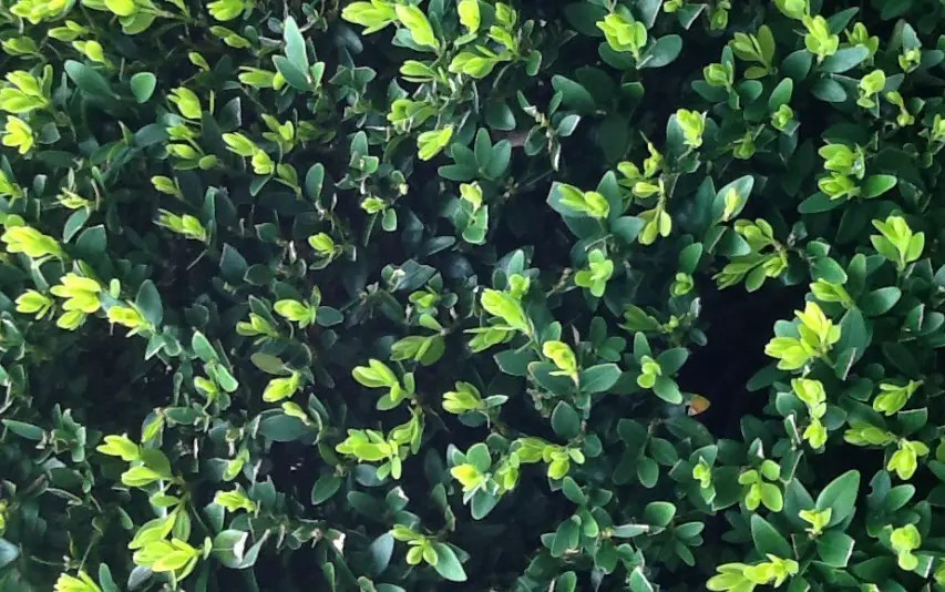 34 perfect outdoor winter plants for pots 34 best types