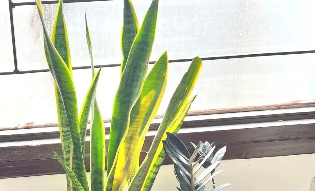 11 Causes Snake Plant Yellow Leaf Best Helpful Tips