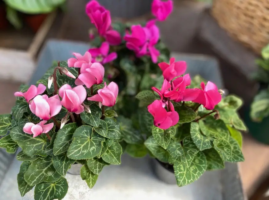 34 perfect outdoor winter plants for pots 34 best types
