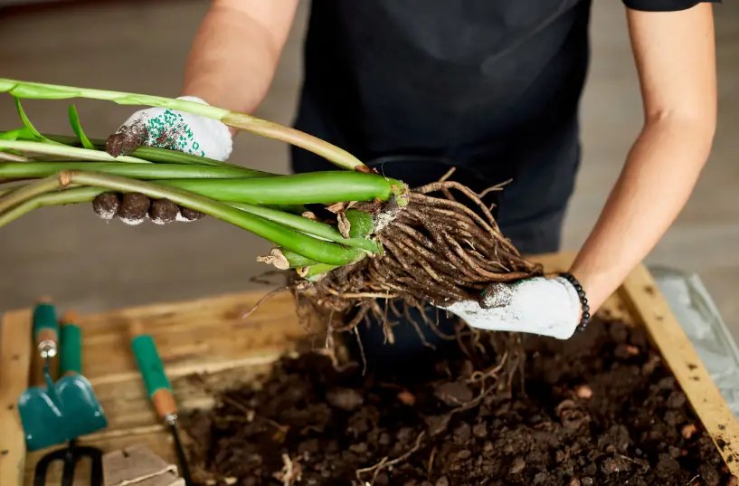 How often to water ZZ plant 10 basic tips