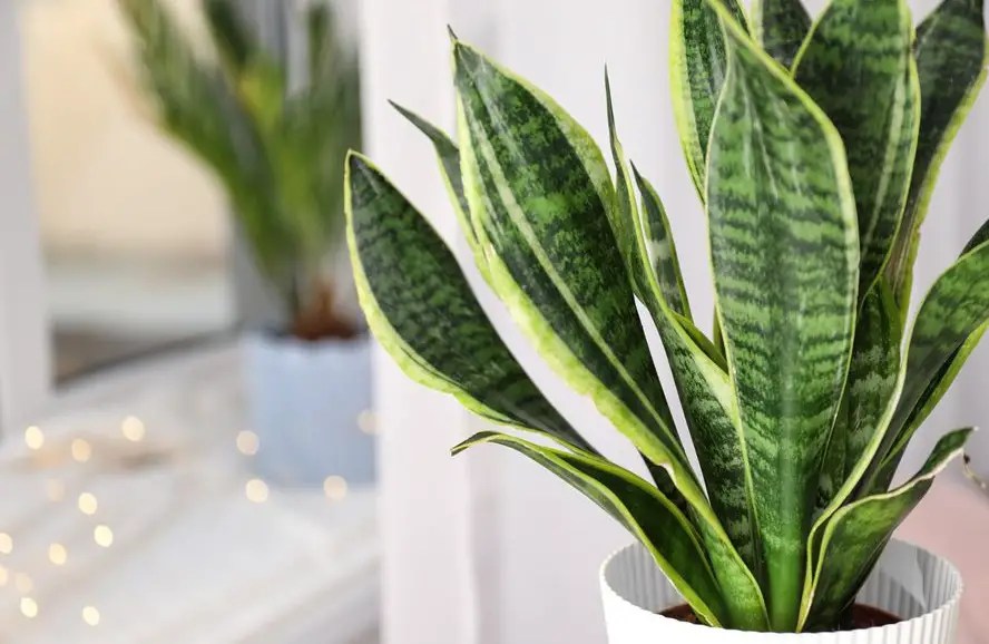 26 Best Sansevieria Varieties & Prof Tips