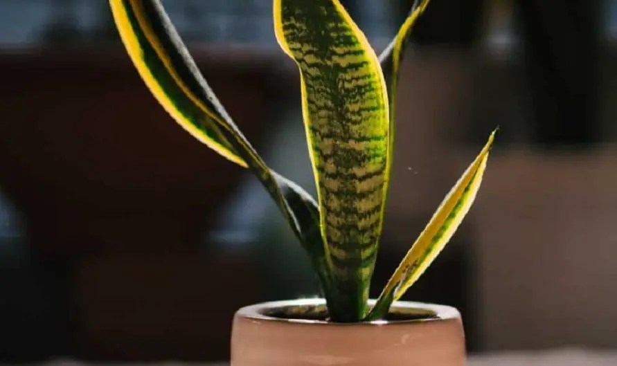 11 Causes Snake Plant Yellow Leaf Best Helpful Tips
