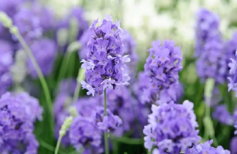 Lavender Cold Tolerance Best Helpful Tips & Review