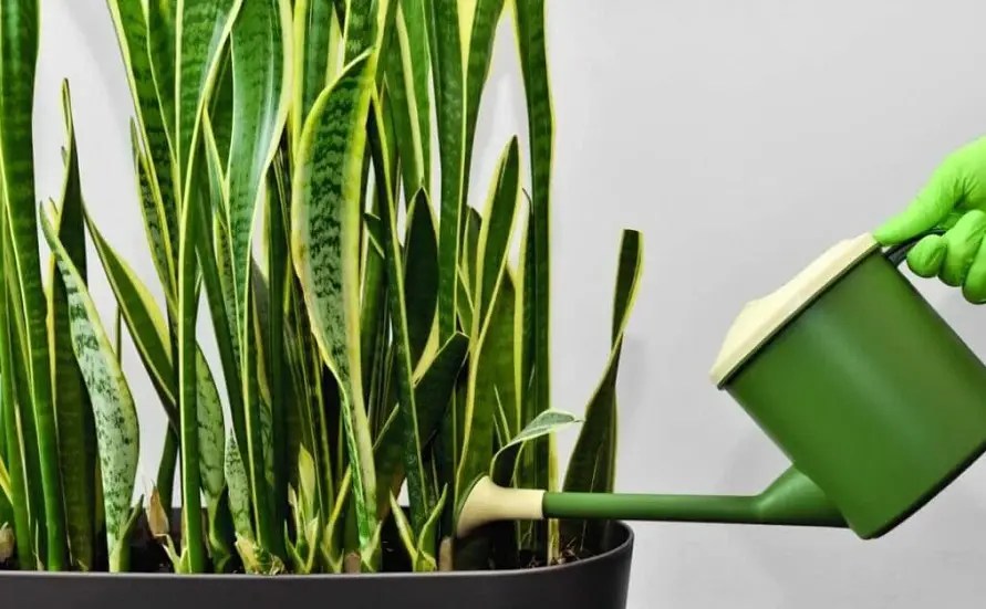 11 Causes Snake Plant Yellow Leaf Best Helpful Tips