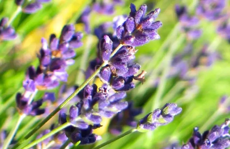 Lavender Cold Tolerance Best Helpful Tips & Review