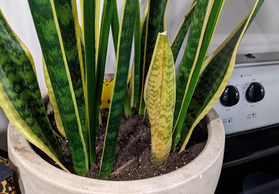 11 Causes Snake Plant Yellow Leaf Best Helpful Tips