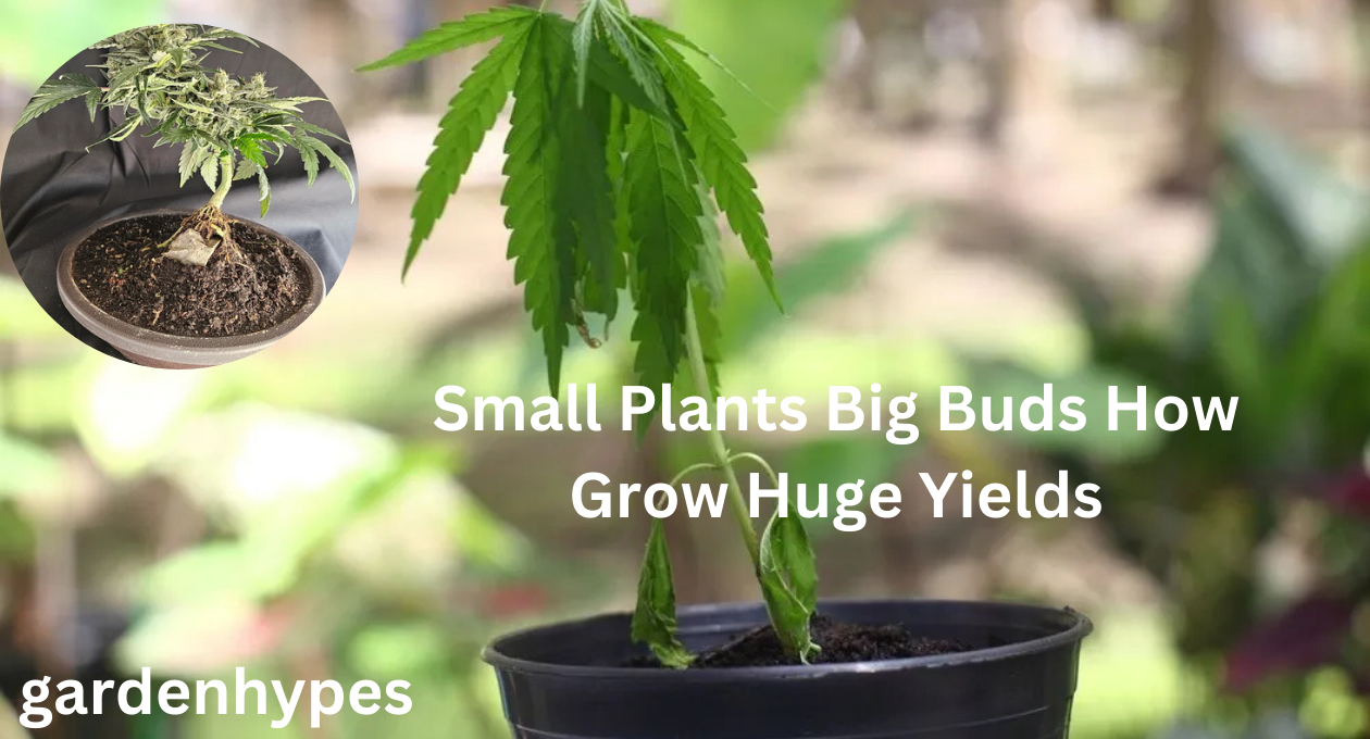 Small Plants Big Buds How Grow Huge Yields