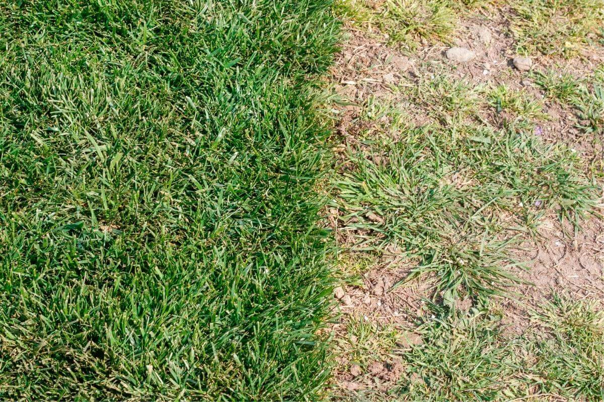 Topsoil vs Garden Soil for Grass Which is Better? Gardenia Organic