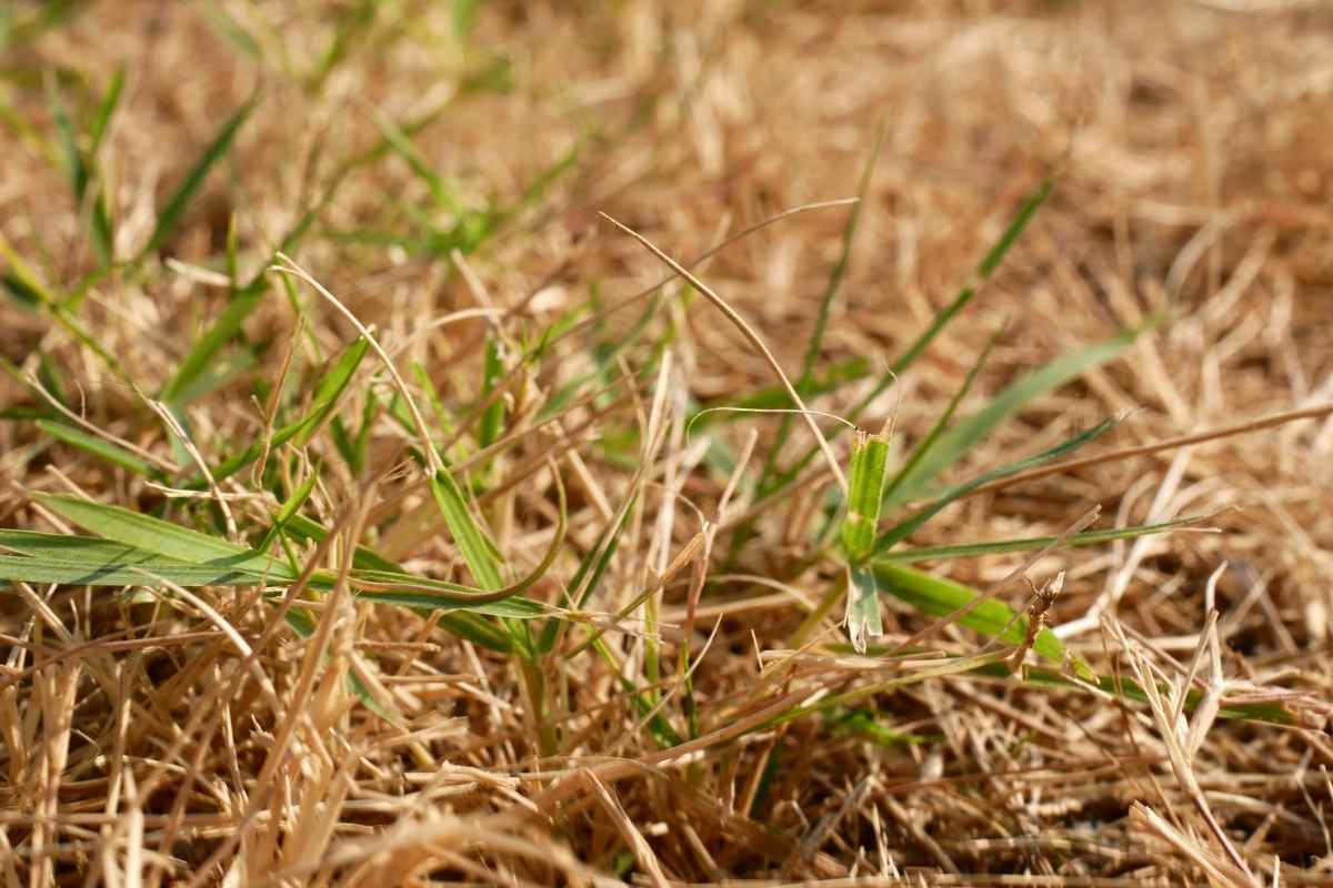 Can You Overseed Dead Sod? Gardenia Organic