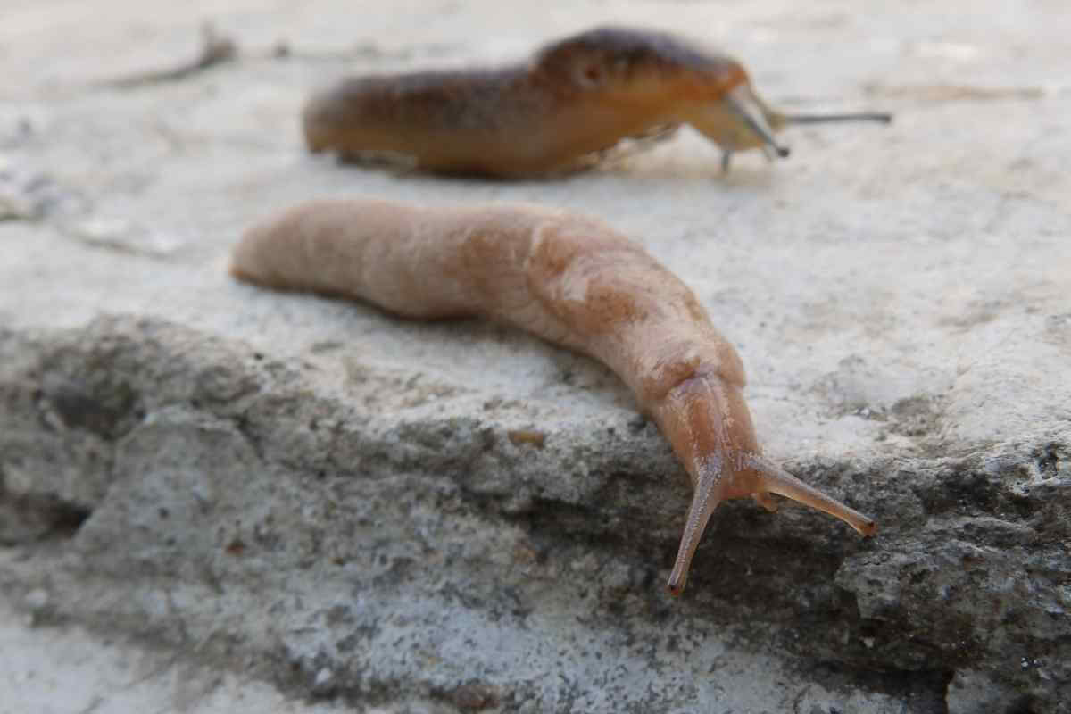 Do Slugs Bite? Do They Have Teeth? Gardenia Organic