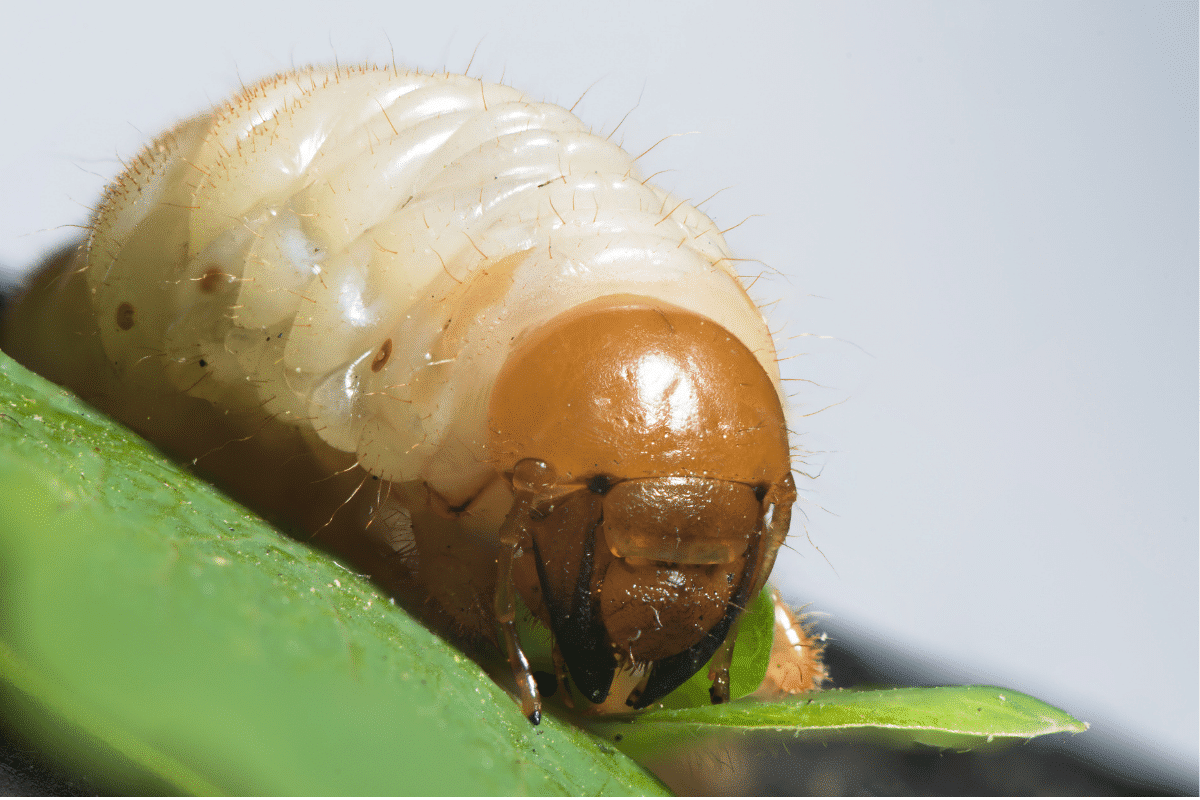 How to Get Rid of Lawn Grubs Naturally Gardenia Organic