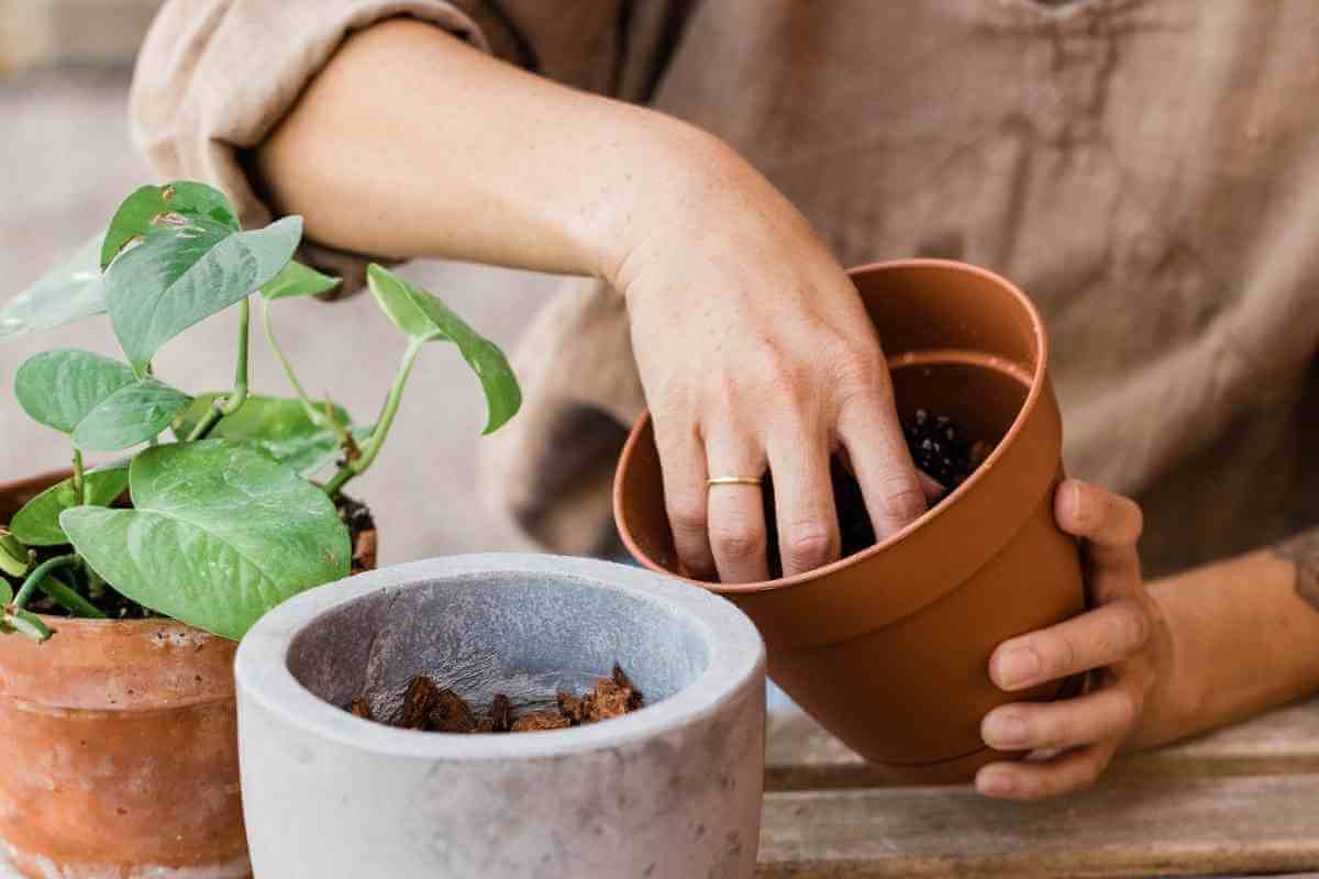 How to Tell If Potting Soil is Bad Gardenia Organic
