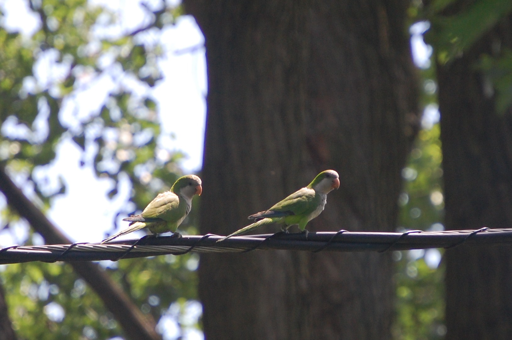 Wild Parrots of Chicago gardeninacity
