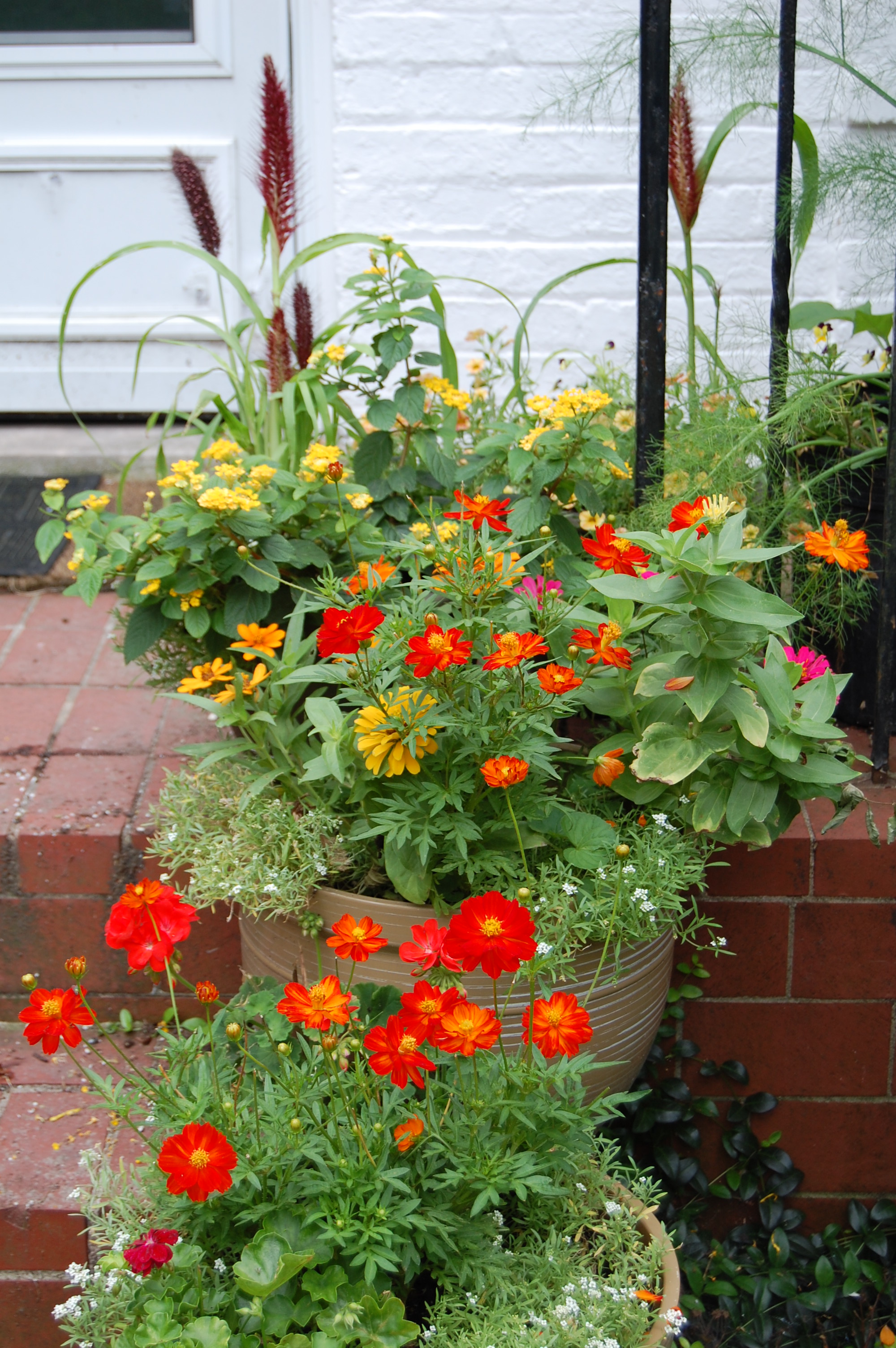 Flowering Container Notes, Summer 2012 gardeninacity