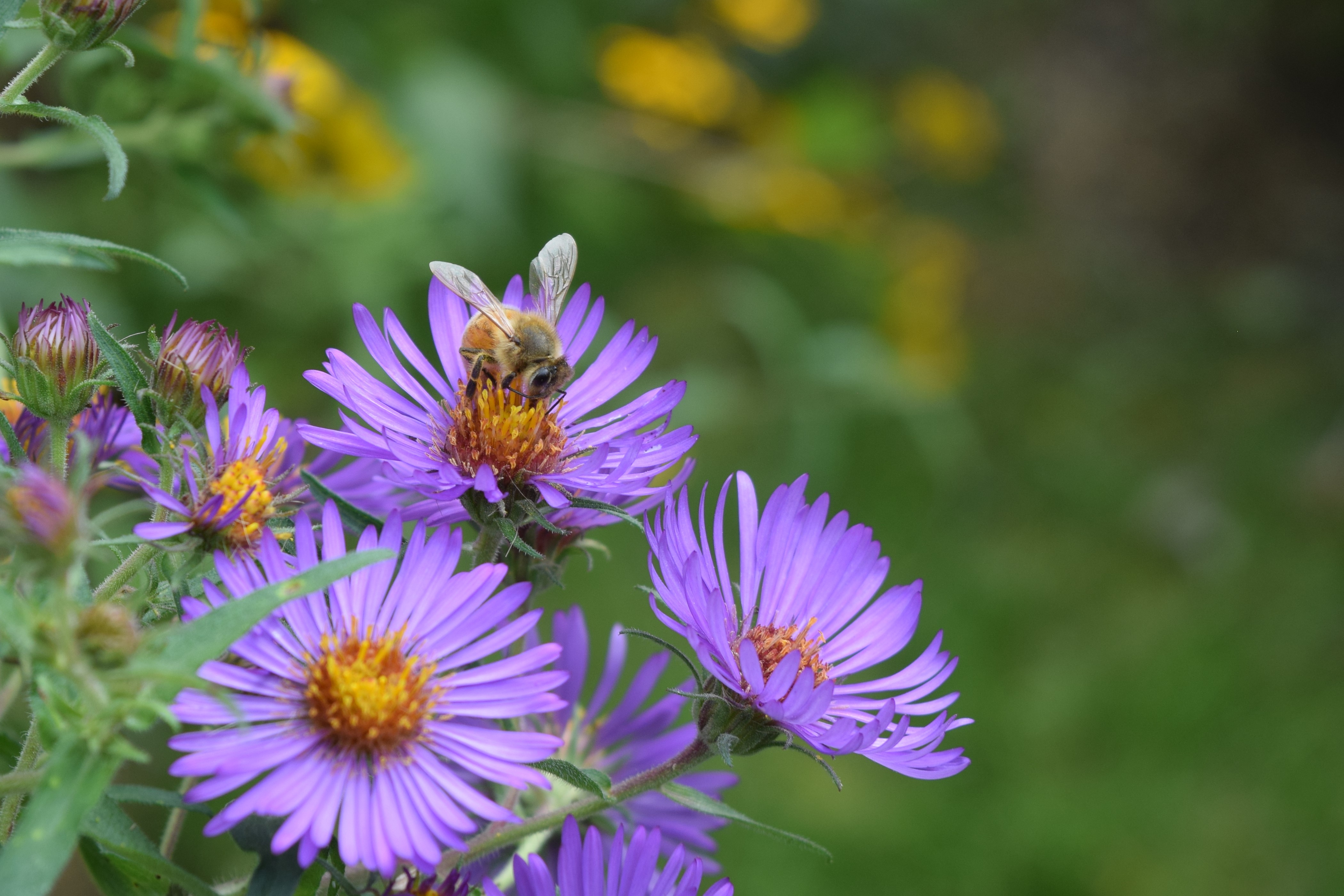 The Bees Sure Do Like NE Aster gardeninacity