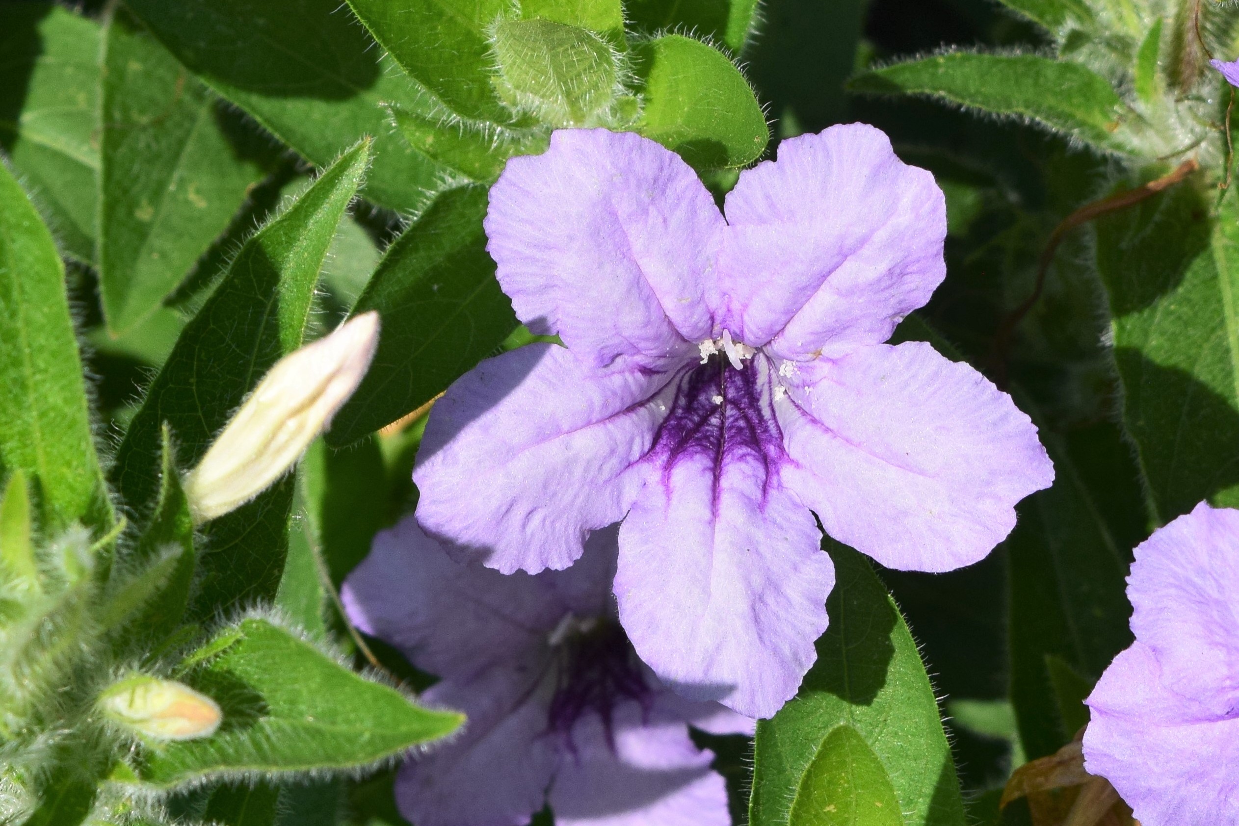 Little Wild Petunias Near An Onion Patch gardeninacity