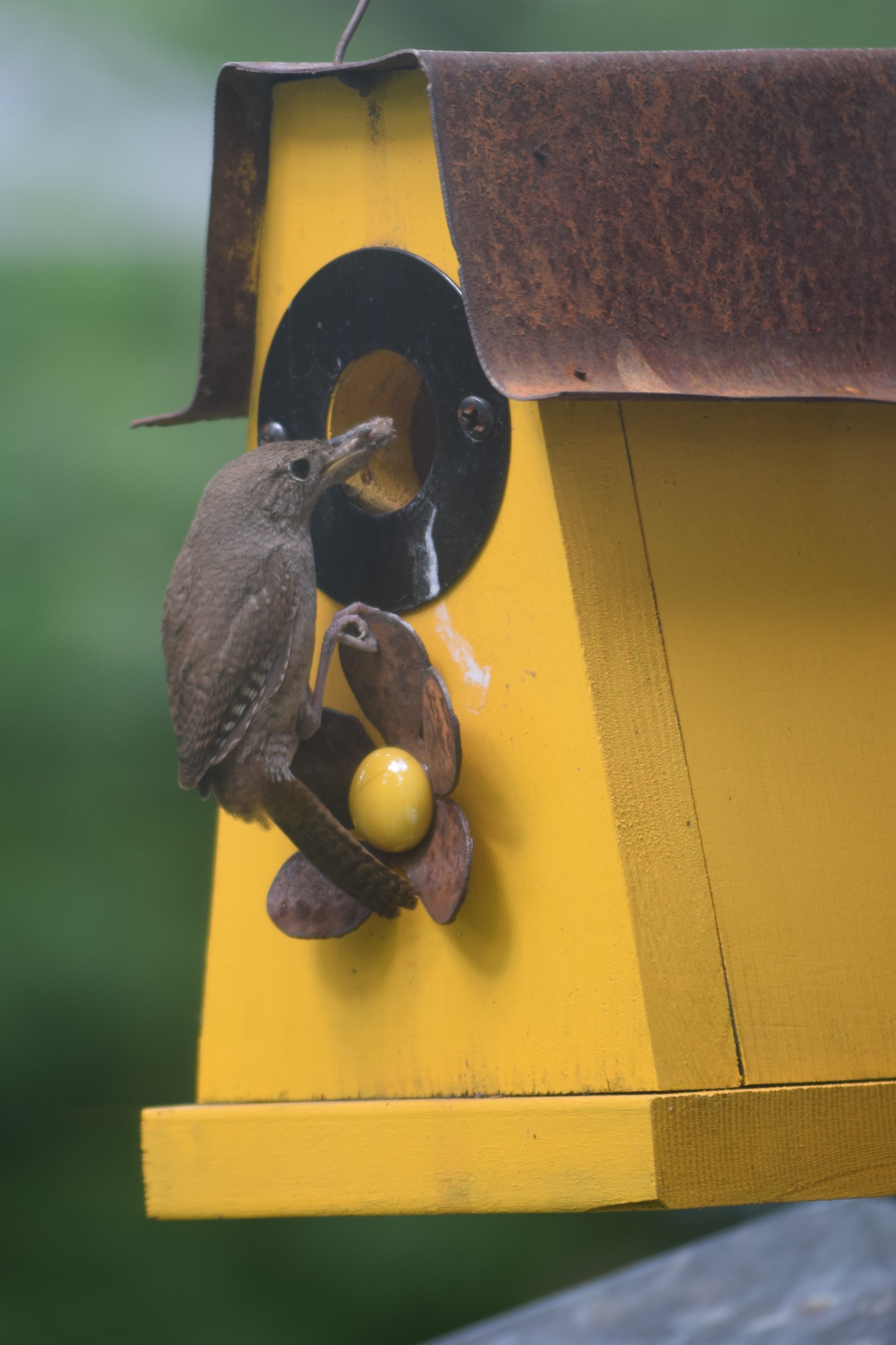 Baby House Wrens! gardeninacity