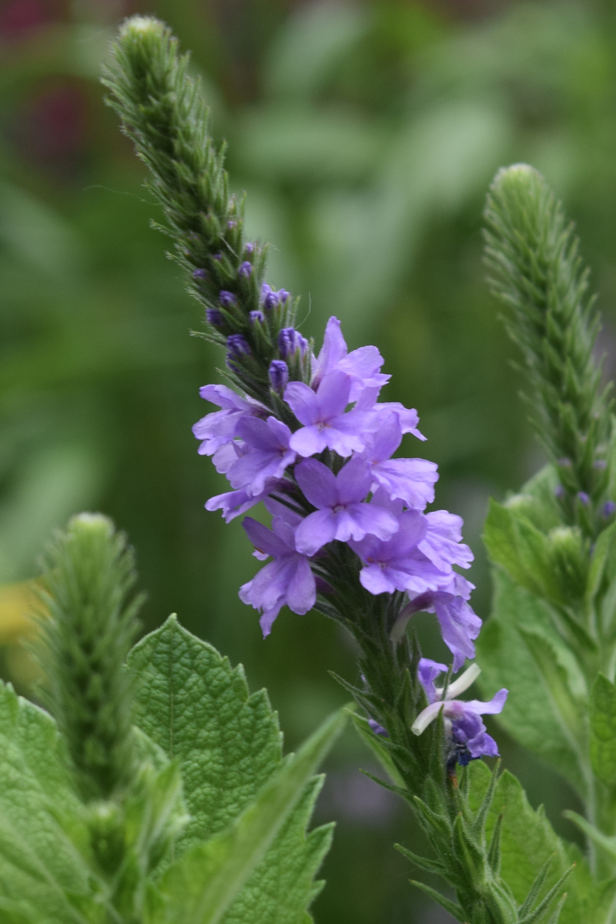 Venerable Vervain gardeninacity