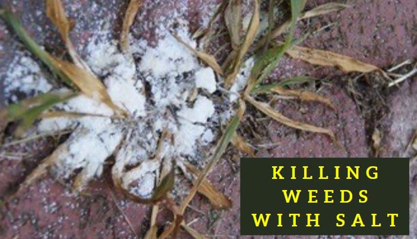 Does Salt Kill Weeds Permanently? How to Use It] Gardenine