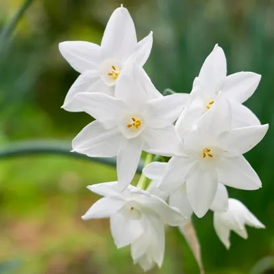 Bunch-flowered daffodil