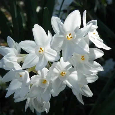 Paperwhite narcissus