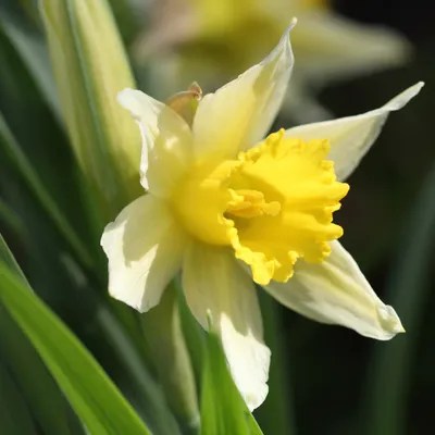 Wild daffodil
