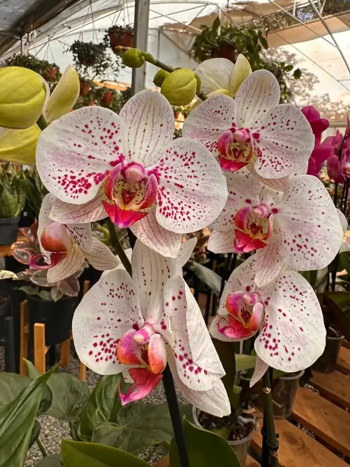 How Often Do Orchids Bloom? Helping them Rebloom Gardenine